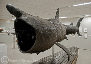 Basking shark sculpture.
Clifden Arts Festival. by Mark Thomas 